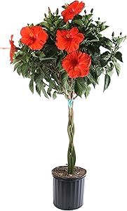 Costa Farms Live Premium Braided Hibiscus Outdoor Plant Color, 2-GAL, 1-Pack, Grower Choice Flowers