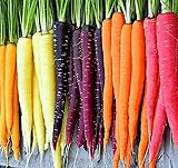 Rainbow Carrot Seeds for Planting Heirloom Packets