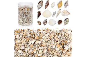 Weoxpr 1000pcs Mini Sea Shells Mixed Ocean Beach Seashells Various Sizes Natural Seashells Starfish for Fish Tank, Home Decorations, Beach Theme Party, Candle Making, Wedding Decor, DIY Crafts