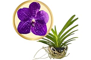 Better-Gro Vanda Orchid, 4" Live Plant, Blooms Size in 6-12 Months with Proper Care, Oversized, Intensely “Blue” Blossom Slightly Tessellated - Hand-Selected by Master Growers