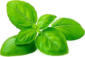 AXEL'S GARDEN SEEDS Basil Seeds for Planting – 750 Non GMO Heirloom Italian Basil Seeds – Indoor Hydroponic & Outdoor Gardening – Full Planting Instructions to Plant & Grow Basil – Great Gardening Gift, 1 Packet