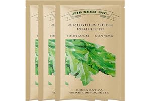 Arugula Seeds Roquette Rocket (Approx. 6000 Seeds-3 Packs) Grow Your Own Gourmet Greens