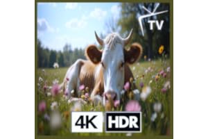 Cow Farm - Green Pasture Rest for Rural Peace