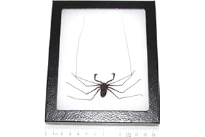 BicBugs Acanthophrynus coronatus Real Framed Whip Scorpion Indonesia VINEGAROON