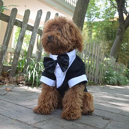 tuxedo poodle