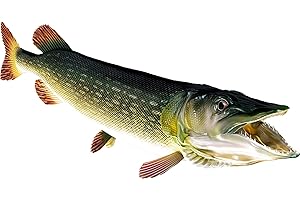 Pike Beautiful Fish Decal for Your Boat, Vehicle, Etc. Many Sizes and Styles Available 12" to 40"…
