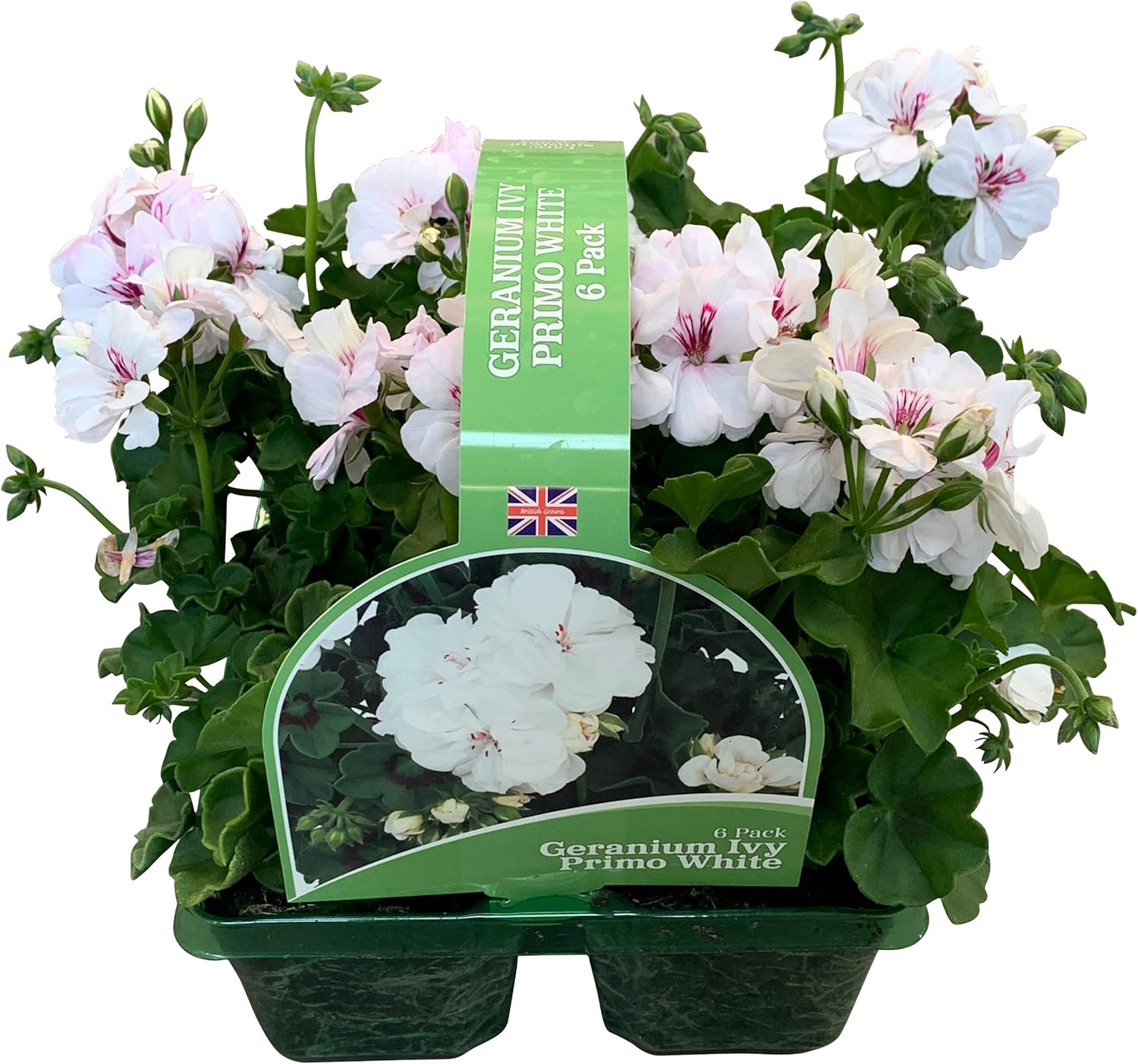 6 x Large Garden Ready Plants Bedding Pack Each Plant is The Same