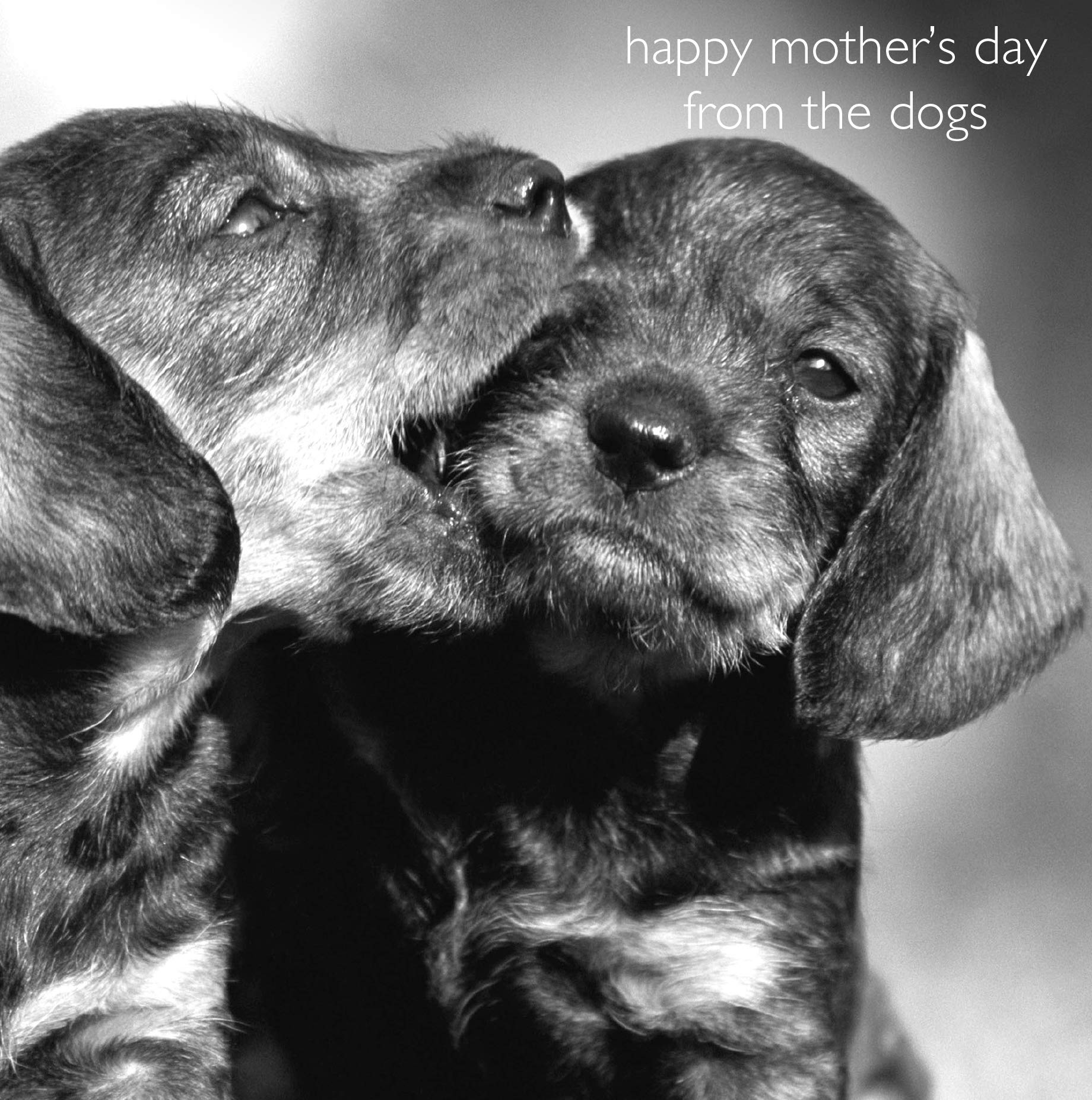 In Black & White Mothers Day Card from the Dogs, Happy Mother's Day From the Dogs, Chewing Puppies, Black & White