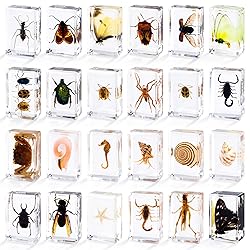 24 Styles Insect in Resin Specimen, Bugs Collection