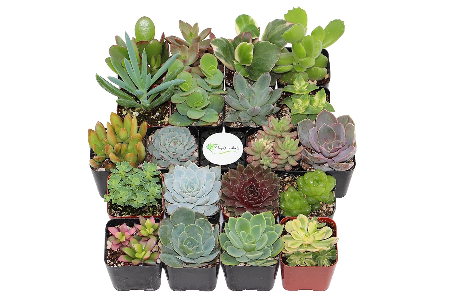 Shop Succulents Unique Succulent (Collection of 20)