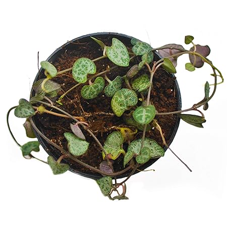 Raffys String of Hearts Ceropegia Woodii Natural Live Indoor Plant with 3 Strings