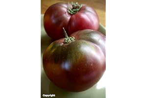 Cherokee Purple Heirloom Tomato Seeds- 75+ Seeds by Ohio Heirloom Seeds