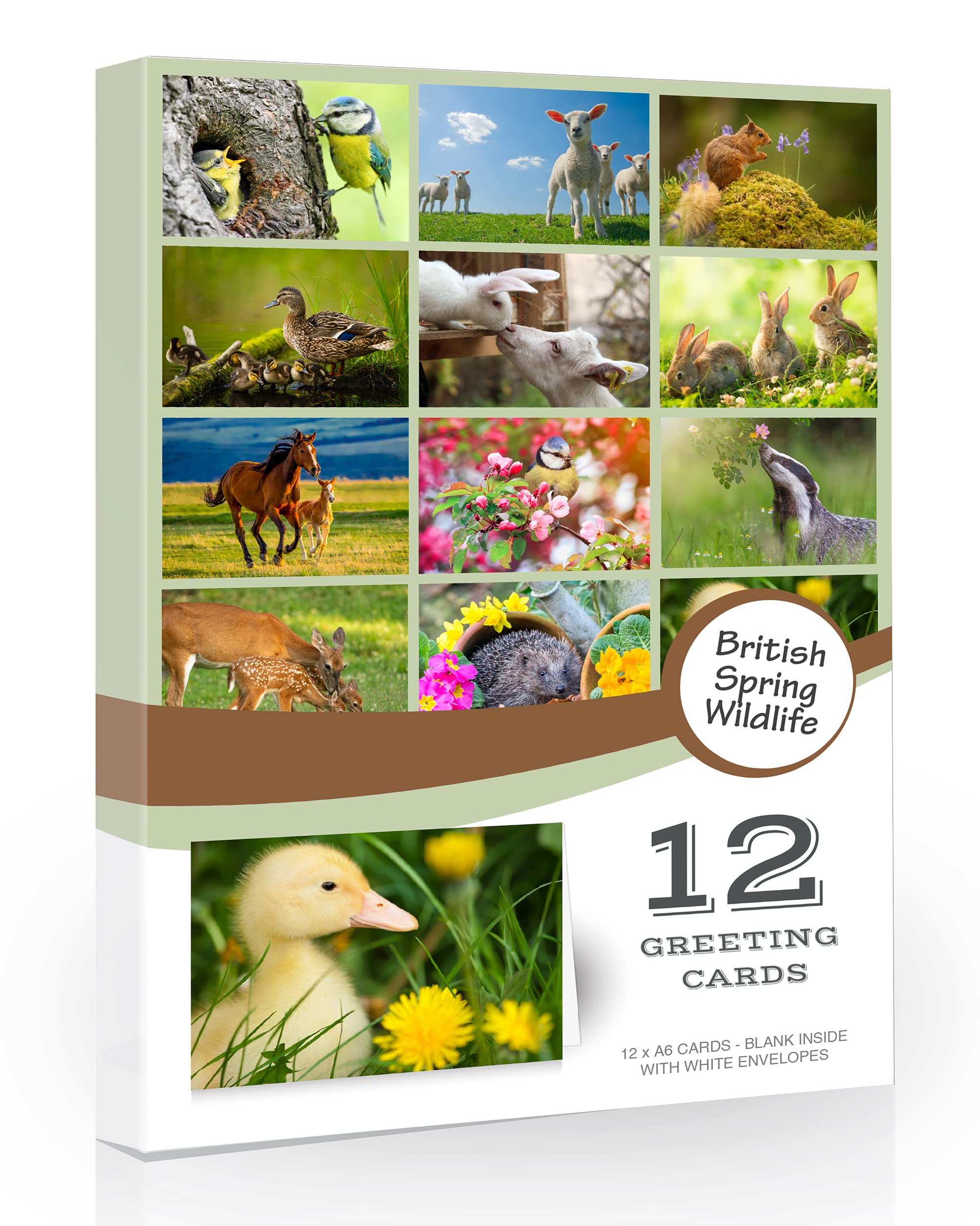 12 x British Spring Wildlife Folding Greeting Cards with Envelopes. Easter Greeting Cards. Spring UK Countryside Collection. Blank Inside for All Occasions