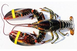 READY SEAFOOD Live Wild Caught Maine Lobster Approx. (1.5 lb. ea., 6 lobsters about 10lb) Express Shipped Chilled