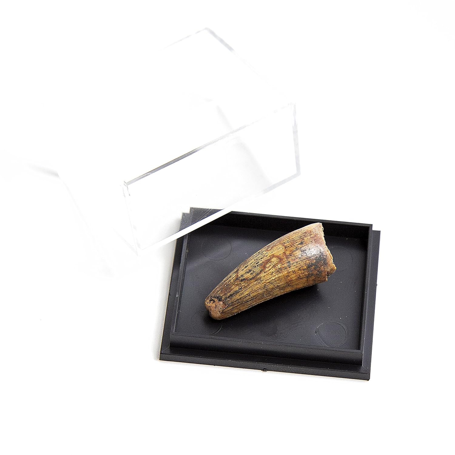 Tyrannosaurus Rex Jurassic Era Spinosaurus Tooth in Case