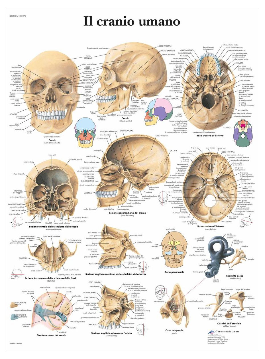 3B Scientific VR4131UU the Human Skull