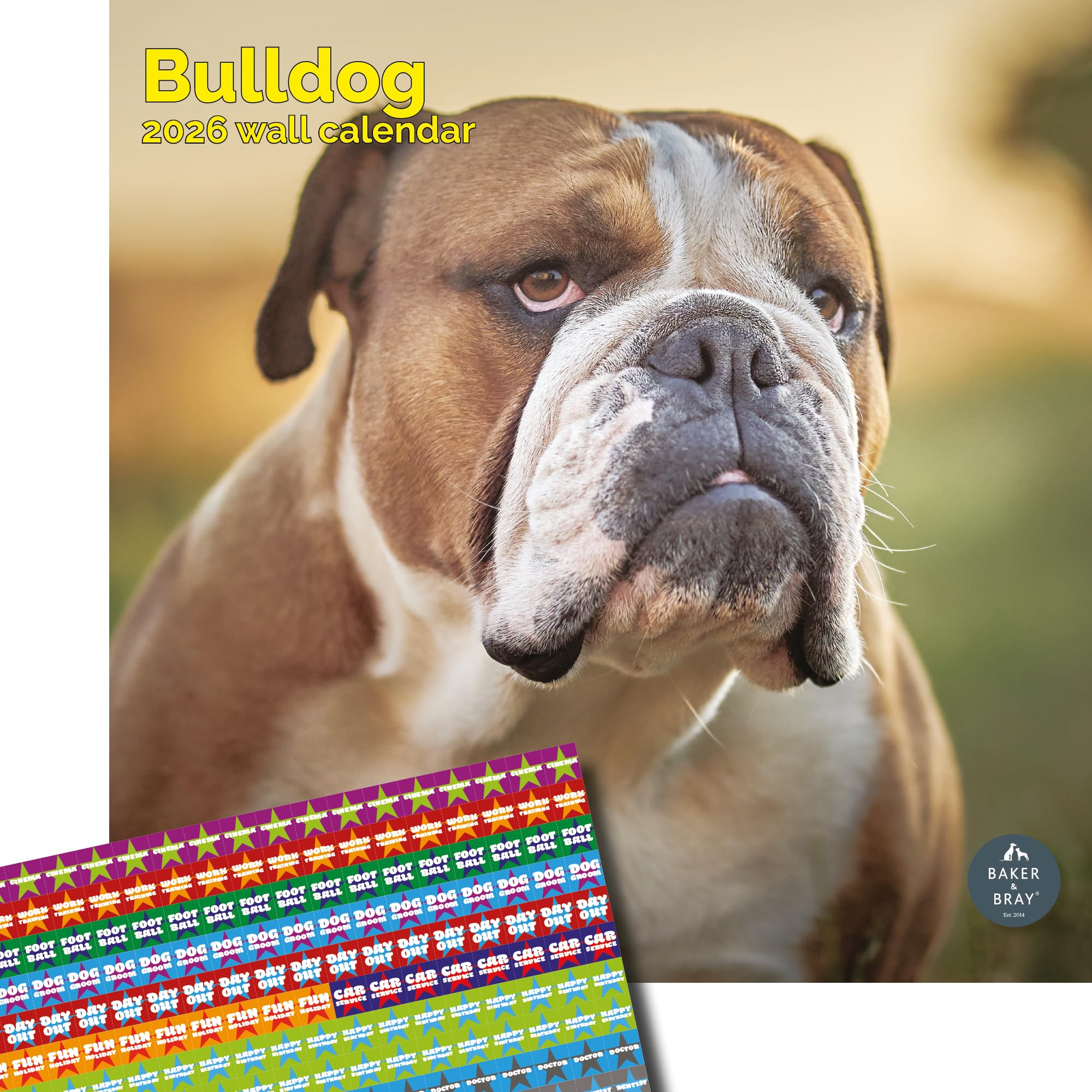 Baker and Bray Bulldog Calendar 2026, Large Square Wall Calendar With Organisational Stickers, 16 Month, Bulldog Gift Dog Calendar