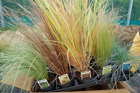15 Short Ornamental Grass Collection In 10 5cm Pots From Specialist Grower In Lincolnshire Amazon Co Uk Garden Outdoors