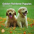 2025 Golden Retriever Puppies Monthly Wall Calendar by Bright Day, 12 x 12 Inch Cute Dog Breed Gift