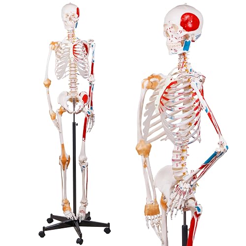 Skeleton 8 Inch Reference NLShan 70.8 Inches Human Skeleton Model for Anatomy - Life Size ...