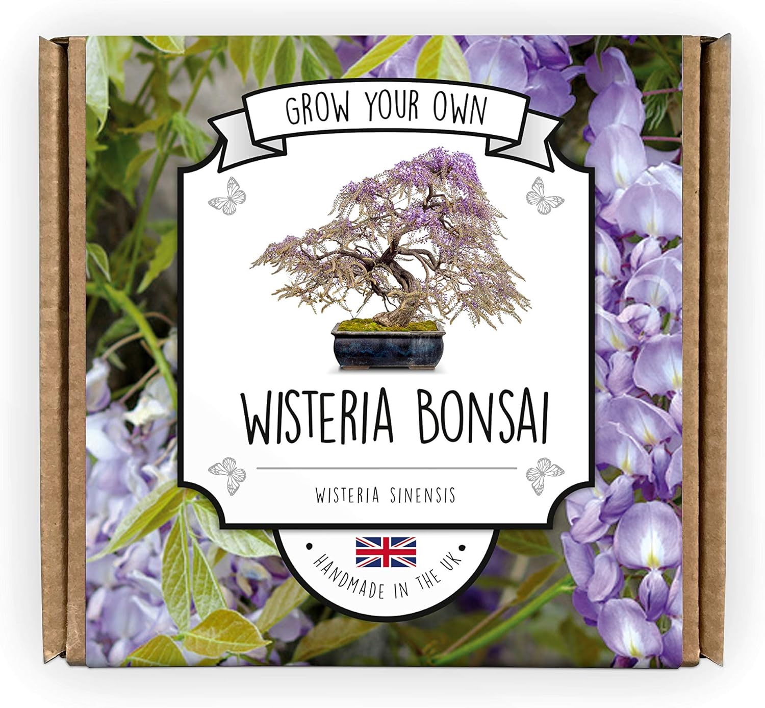 Grow Your Own Bonsai Kit | Wisteria Bonsai Tree | Suitable for Kids, Beginners Or Green Fingered Bonified Bonsai Experts | Guaranteed to Grow Or We Send New Seeds | Hand Made Grow Your Own Bonsai Kit | Wisteria Bonsai Tree | Suitable for Kids, Beginners Or Green Fingered Bonified Bonsai Experts | Guaranteed to Grow Or We Send New Seeds | Hand Made