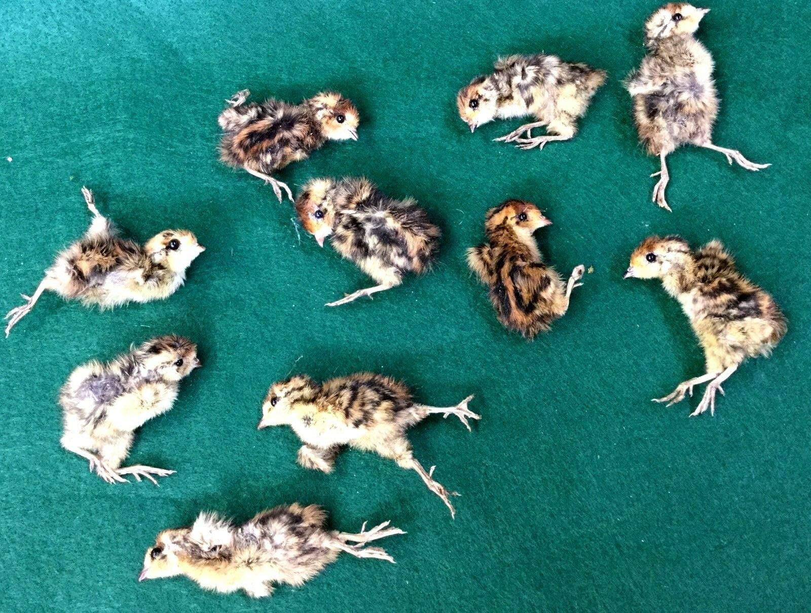 Taxidermy Preserved Quail Chick for Crafts Or Display Specimen Bird (ONE Piece)