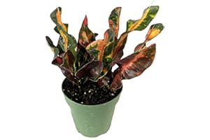 WEKIVA FOLIAGE Croton Mammy - Live Plant in a 4 Inch Pot - Codiaeum 'Mammy' - Tropical Easy Care Indoor Houseplant