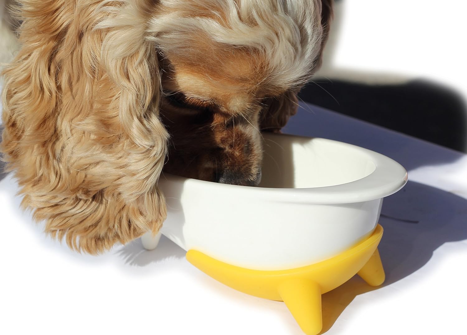 petish spaniel bowl