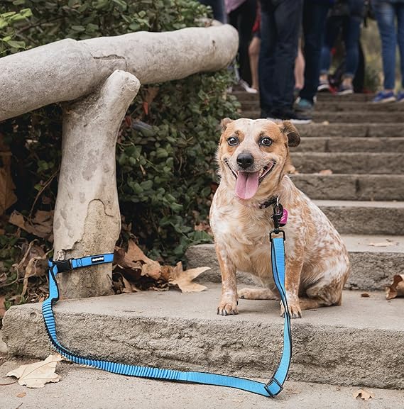 leash that goes around waist