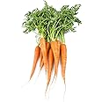 Locally Grown Carrots, 2 Bunches