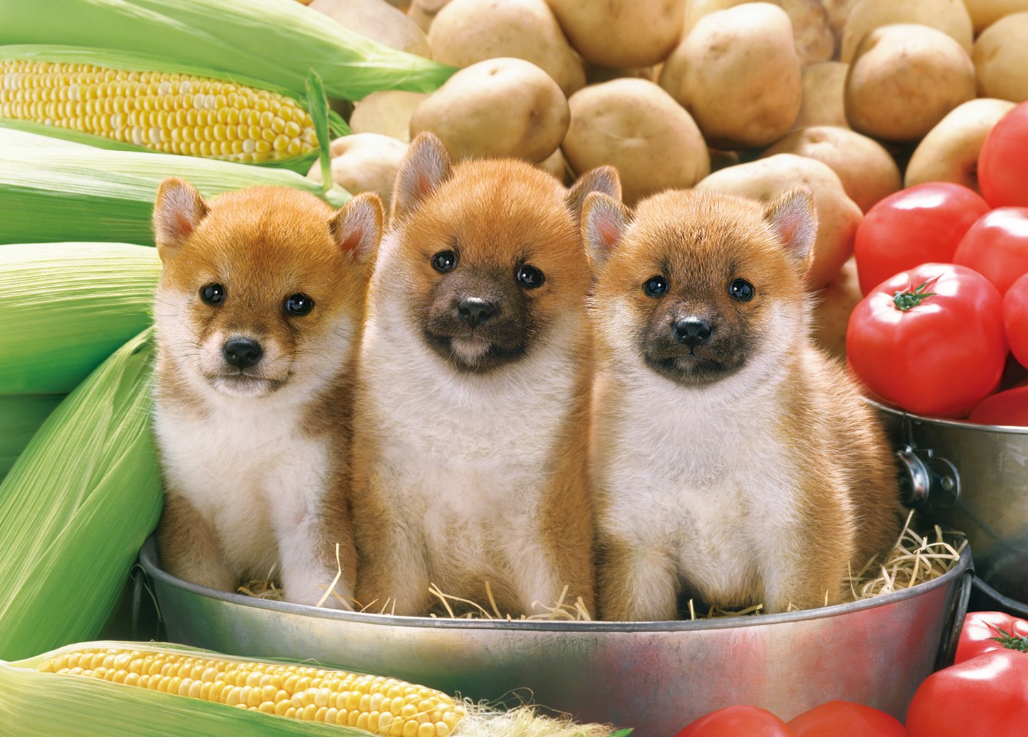 エポック社 500ピース ジグソーパズル いきもの/ペット いぬ おやさいだいすき! (38×53cm) 05-105 のり付き ヘラ付き 点数券付き EPOCH商品画像