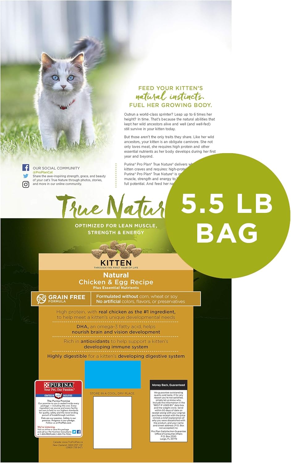 pure natural kitten chicken