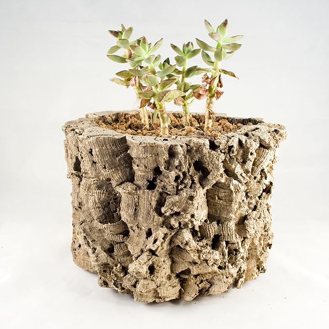 Cork Bark Planter Garden & Outdoor