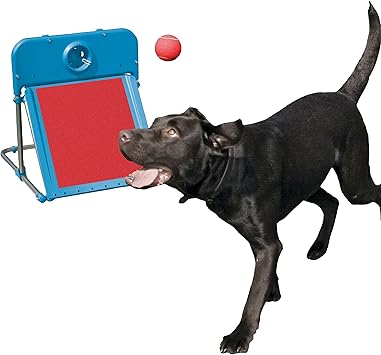 flyball near me