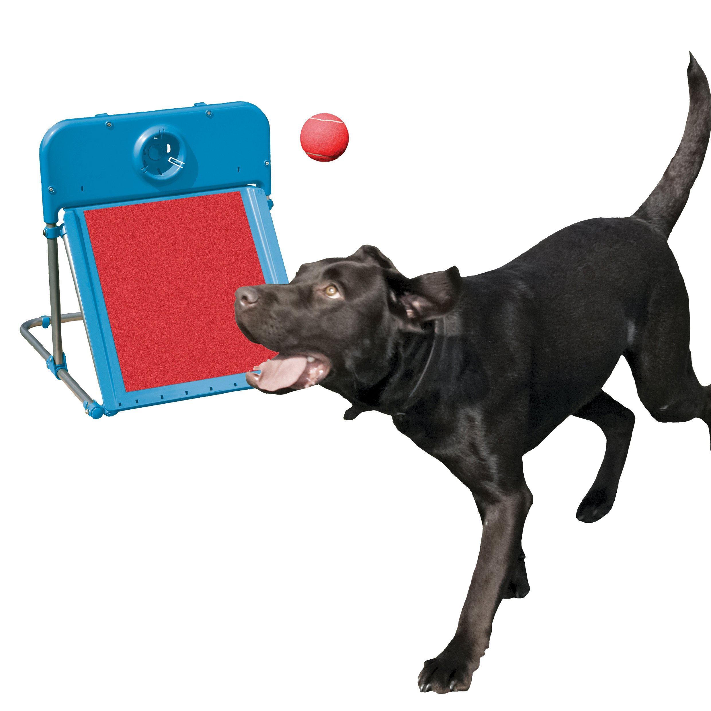 Rosewood AGILITY FLYBALL