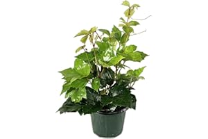 WEKIVA FOLIAGE Grape Ivy - Live Plant in a 4 Inch Pot -Cissus Rhombifolia - Beautiful Easy Care Indoor Houseplant Vine