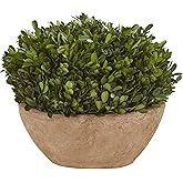 Nearly Natural 12in. Boxwood Preserved Plant in Oval Planter