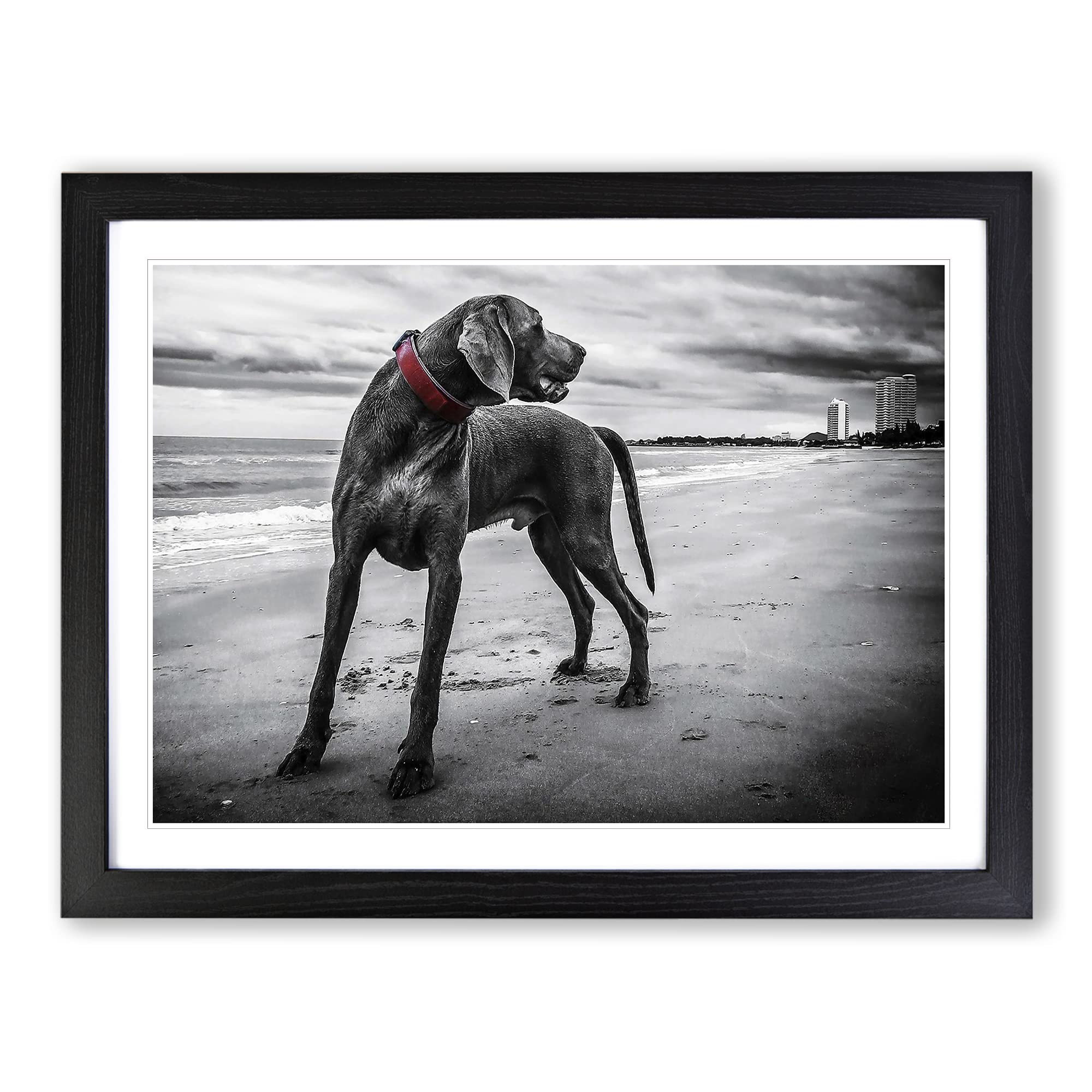 Weimaraner Dog Modern Framed Print | A4 Black Framed Wall Art | Ready to Hang | Modern Animal Picture | Living Room Bedroom Lounge Office