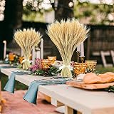 Yukiyi 100 Stems Dried Wheat Flowers Sheaves 40cm Natural Ear of Grain view 4