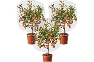KXCOFTXI 3 Pcs Plant Barrier Net Mesh, Plant Barrier Net Mesh, Bird Netting, Barrier Bags for Vegetables Fruits, Covering Plants Bags, Tomato Plant Netting for Protect Plants from Birds,(2.4 x 3.5 FT)