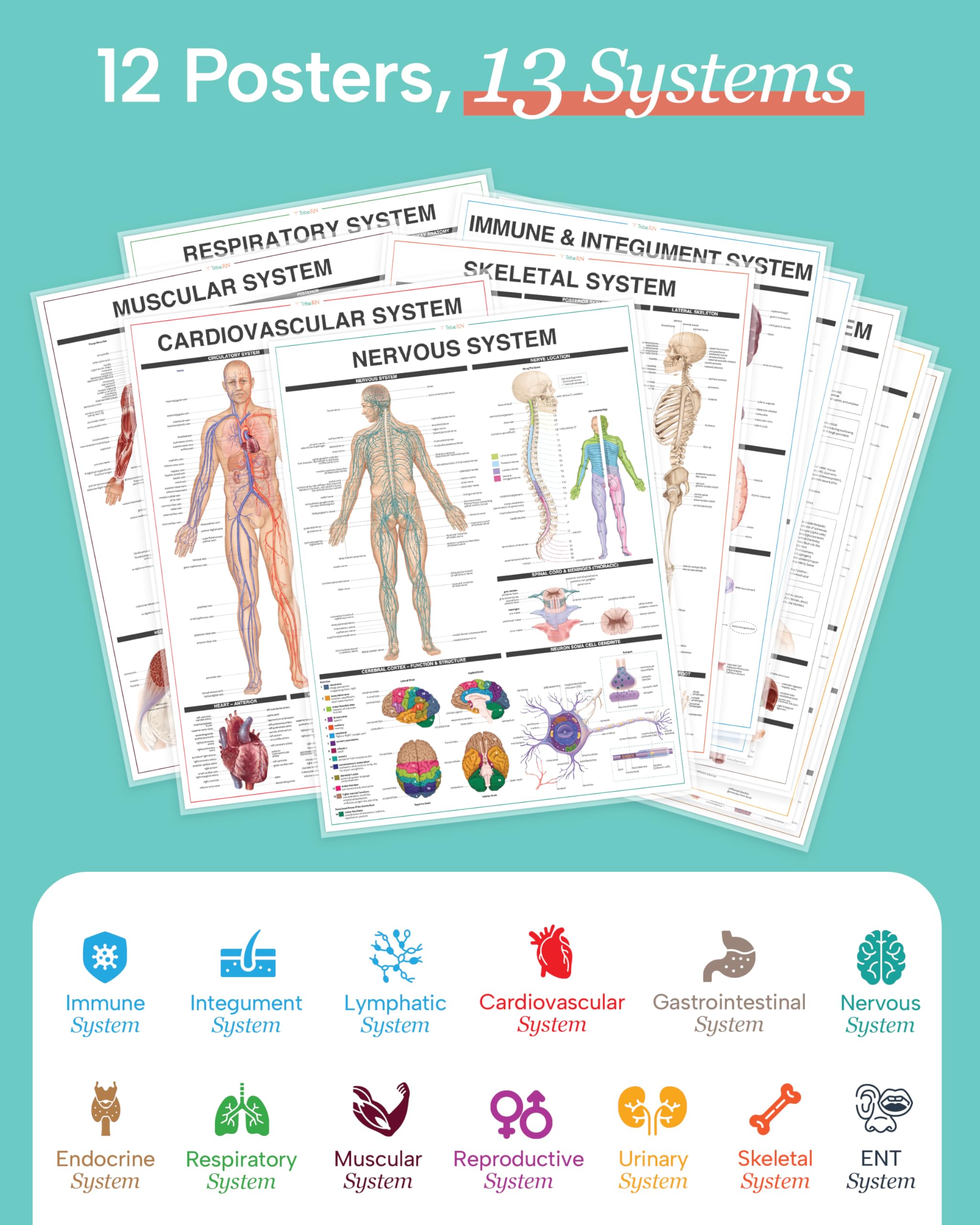 Mua Tribe RN Human Anatomy Posters - Set of 12 Vibrant, Laminated Wall ...