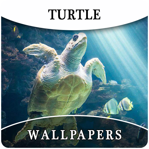 Turtle HD Wallpapers And Background