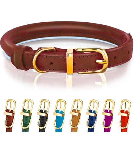 Amazon.com : Coastal Pet - Circle T - Latigo Leather Round Dog