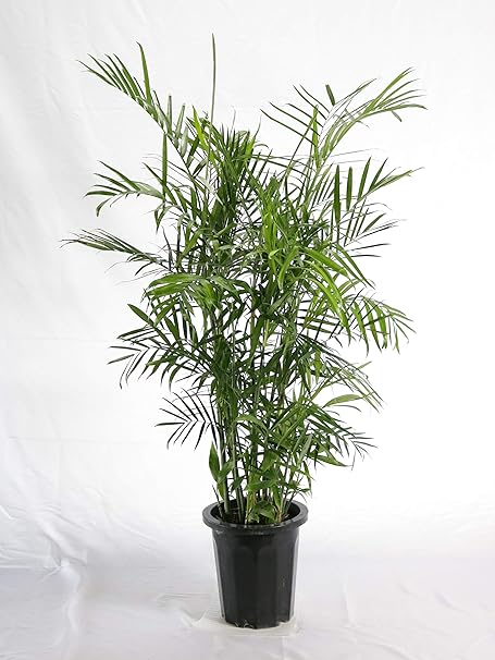 Amazon Co Jp セフリジ10号 通常鉢 観葉植物 室内向け 沖縄観葉 ホーム キッチン