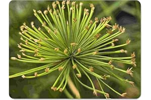 Dwarf Egyptian Papyrus - Cyperus isocladus - Non-Invasive - Water Garden Bog - Live Plant - Green Texture - Emerald Goddess Gardens Starter Sz 4 Inch Pot