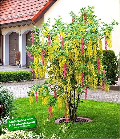 BALDUR-Garten Chimären-Goldregen, 1 Pflanze Laburnocytisus adamii Edel Goldregen