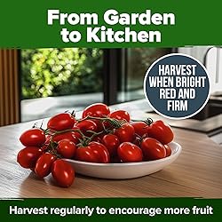 HOME GROWN San Marzano Tomato Seeds – 66