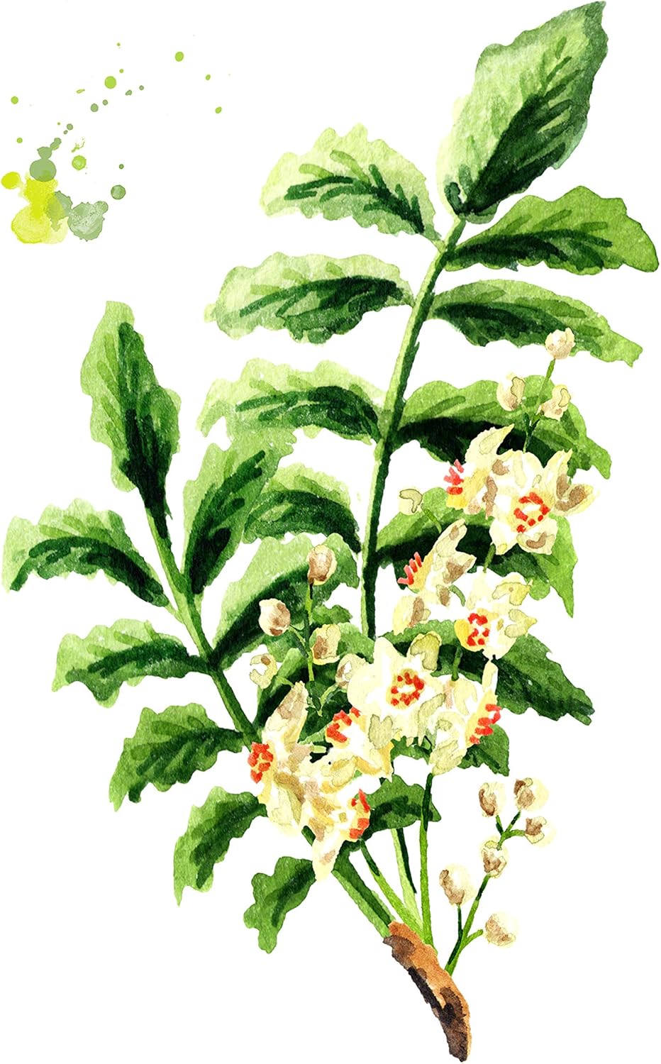 100% Pure All Natural Boswellia Powder 1kg to Maintain Healthy Joints - Image 3