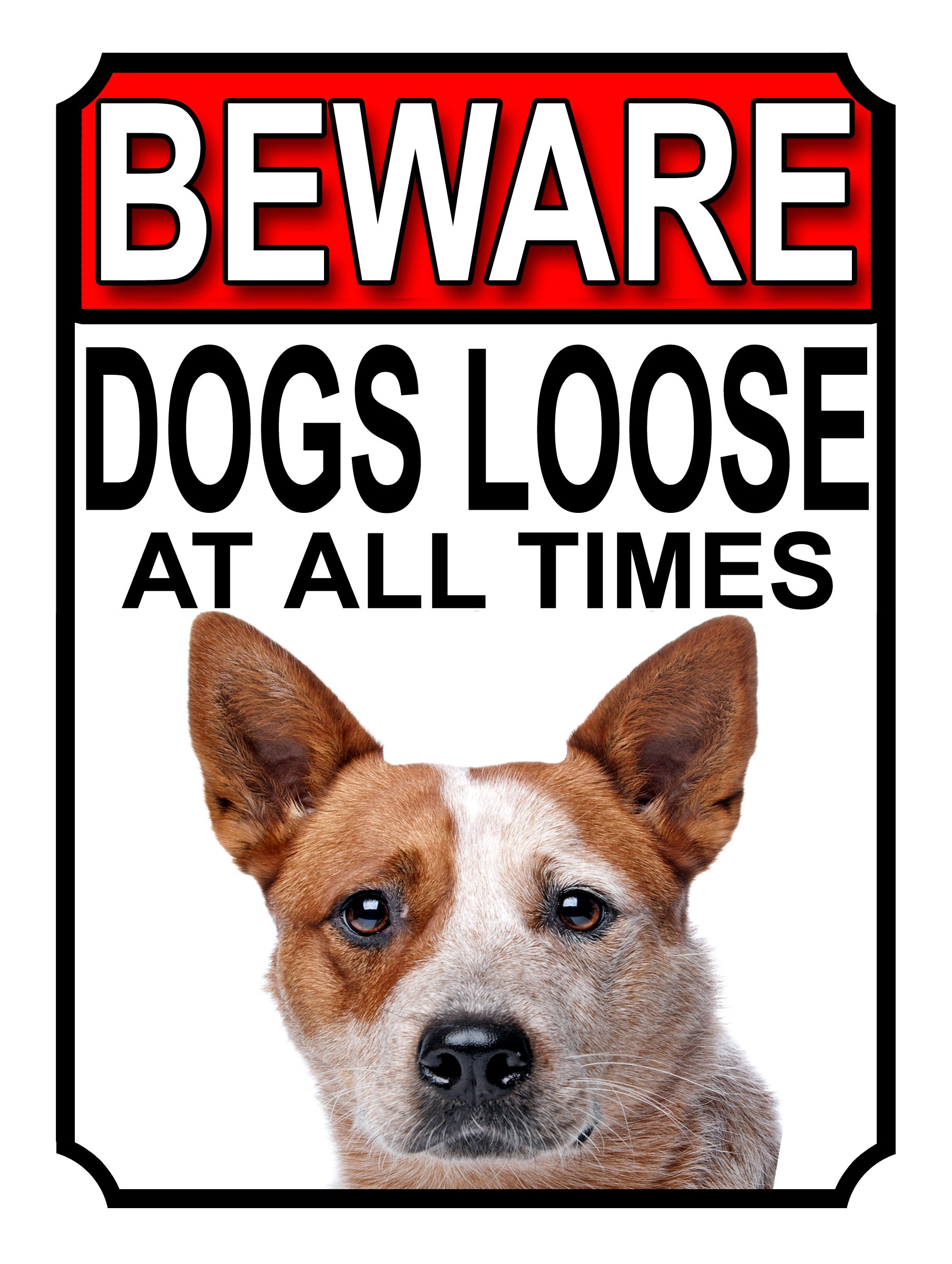 SHAWPRINT BEWARE DOGS LOOSE AT ALL TIMES METAL SIGN AUSTRALIAN CATTLE DOG 200MM X 150MM (973H1)