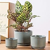 Green Ceramic Plant Pots Set of 3, 4.3+5.5+6.7 Inch Indoor Flower Pots with Drainage Hole & Saucer & Hole Mesh Pads, Striped Decorative Planter Set for Indoor Plants, Gardening Pots & Accessories